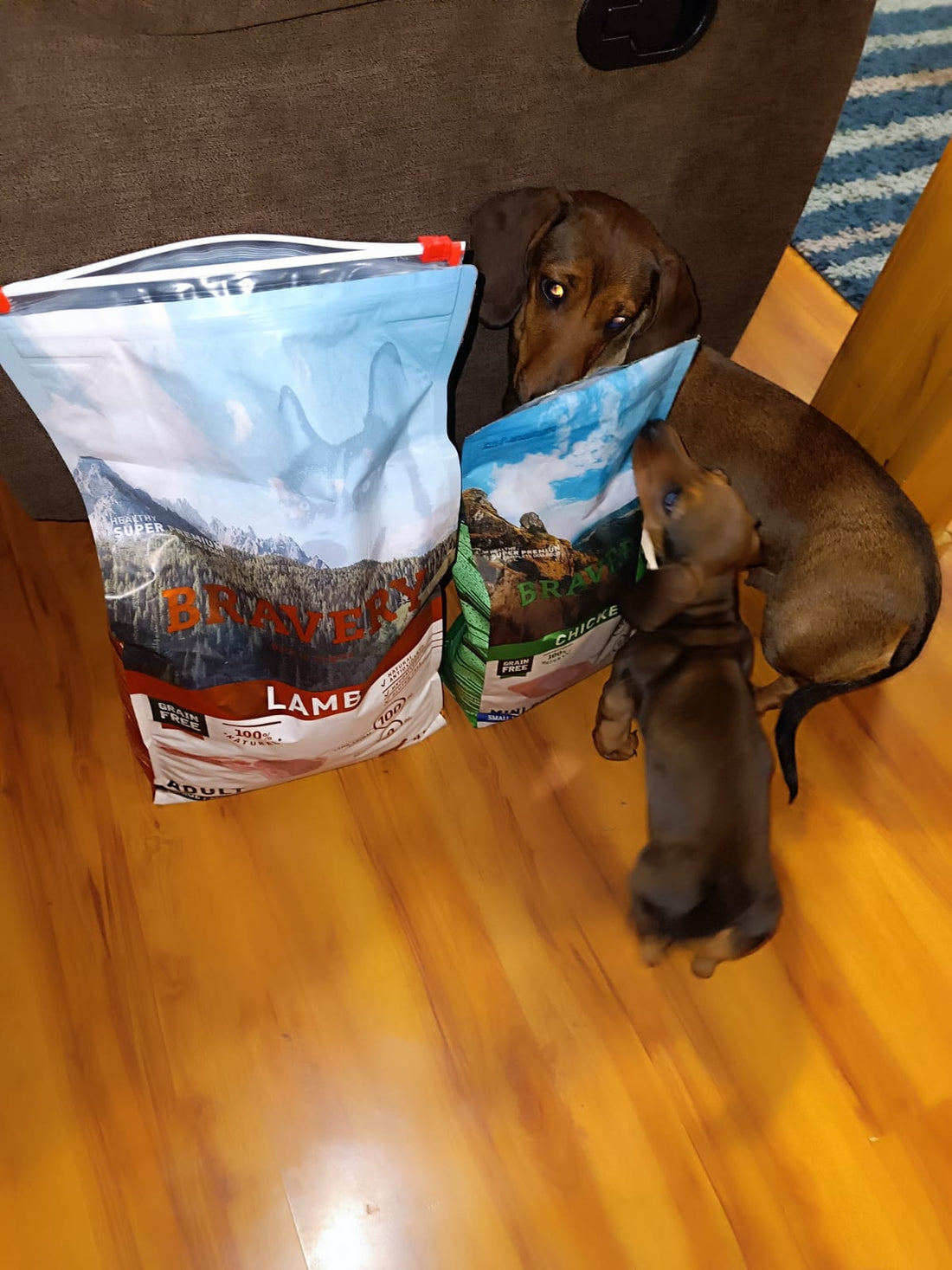 Cómo Almacenar Correctamente el Alimento para tu Mascota: Consejos Prácticos de Zona Mascotas