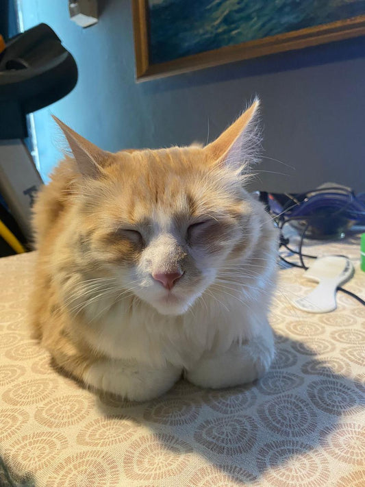 Enriquecimiento ambiental para gatos: Haz de tu hogar un paraíso felino