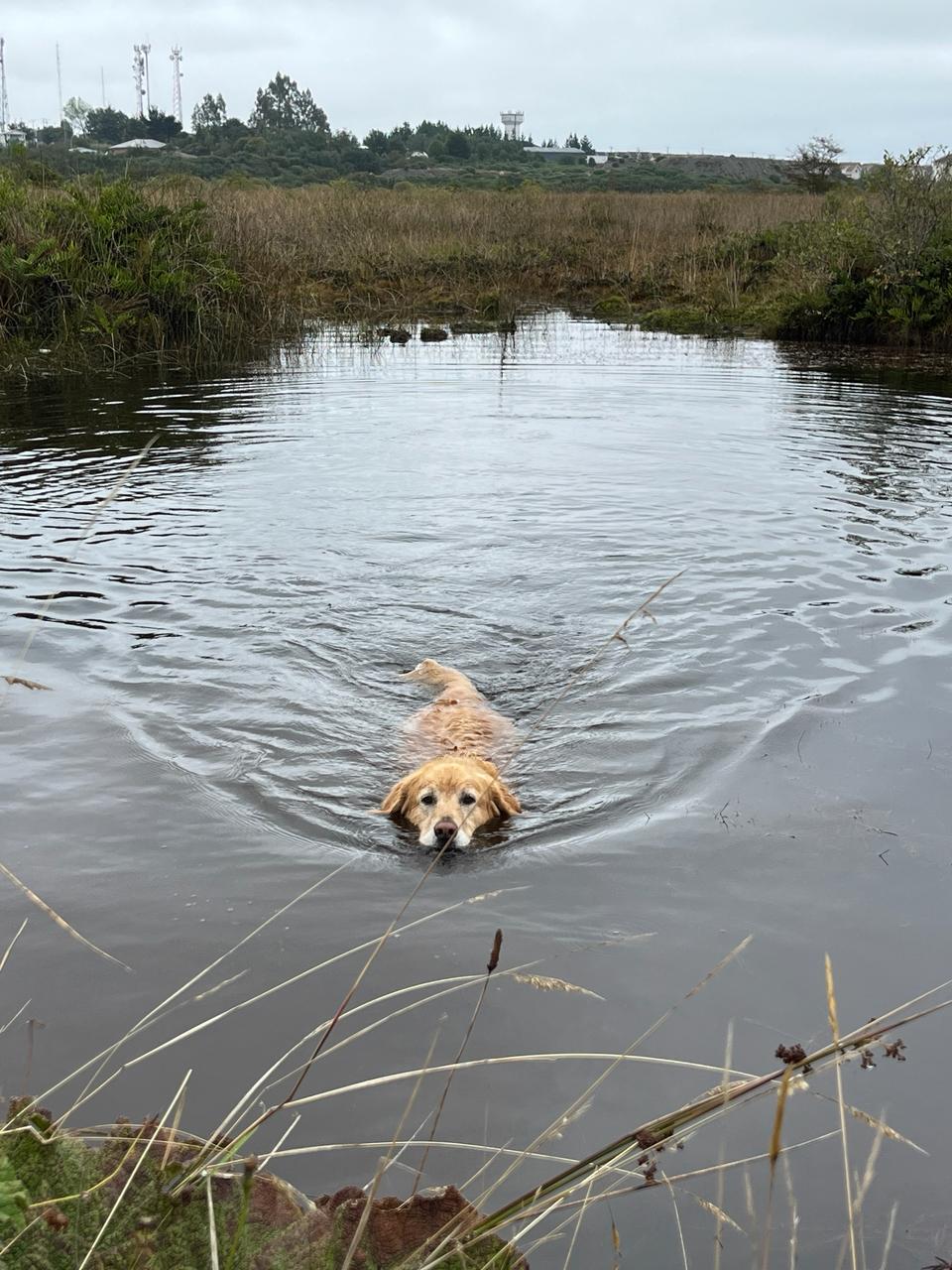 Cómo Capear el Calor en los Animales de Compañía: Consejos para Perros y Gatos