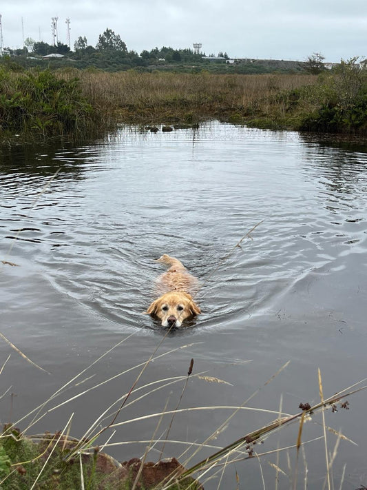 Cómo Capear el Calor en los Animales de Compañía: Consejos para Perros y Gatos