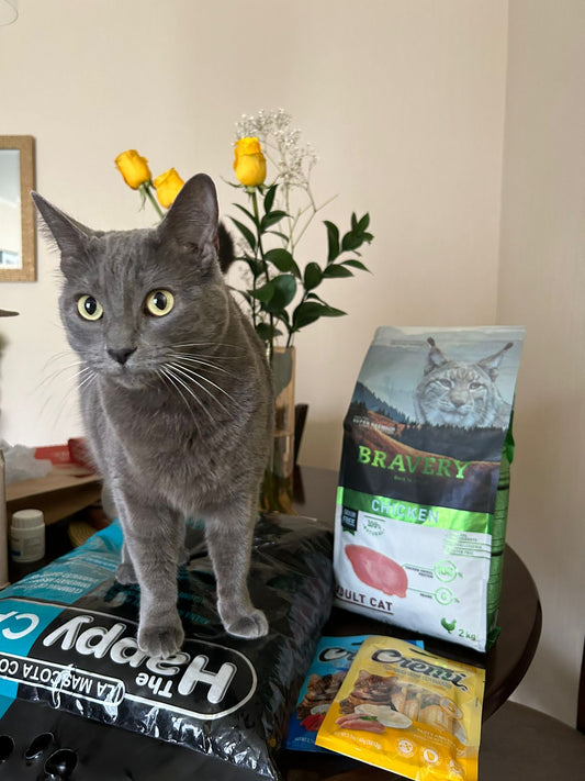 Alimentos Saludables que Puedes Agregar al Alimento de tu Mascota y sus Beneficios