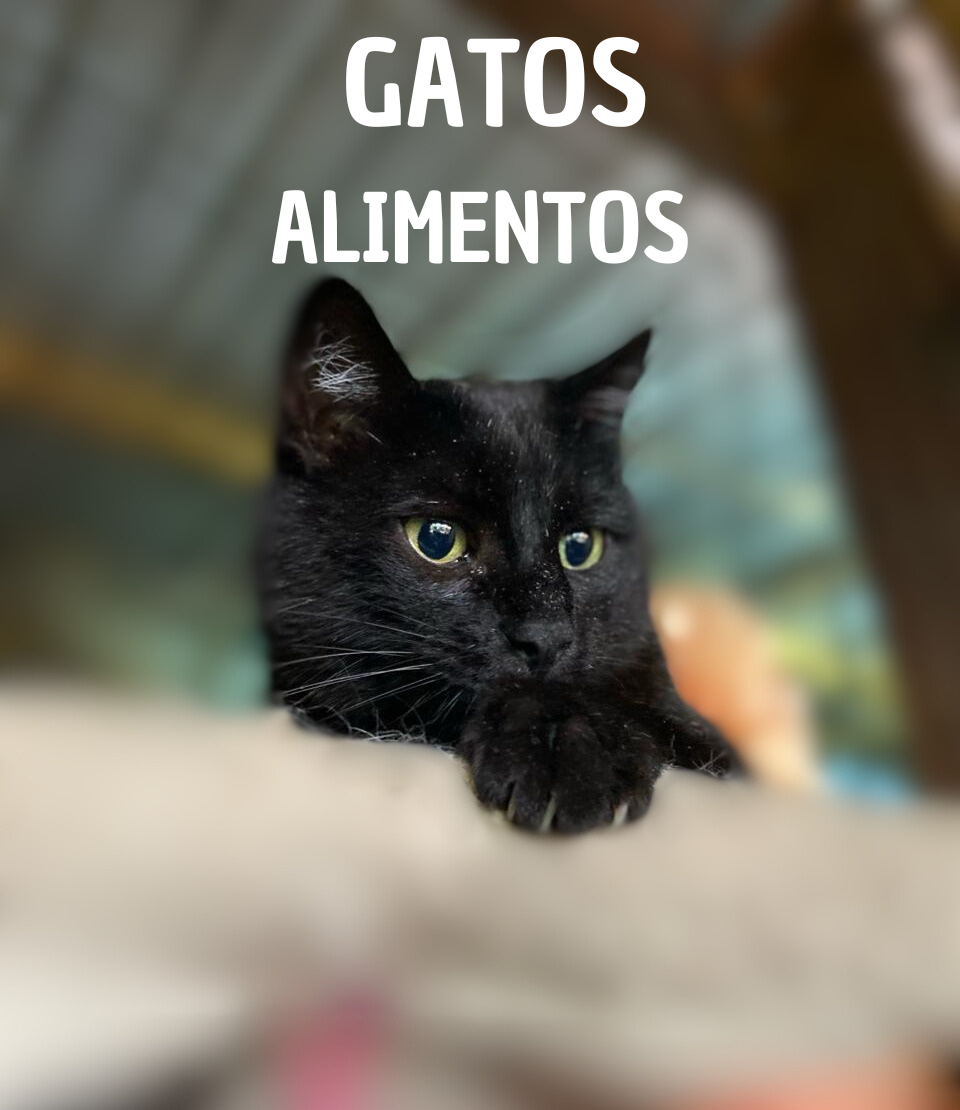 Alimento para Gatos