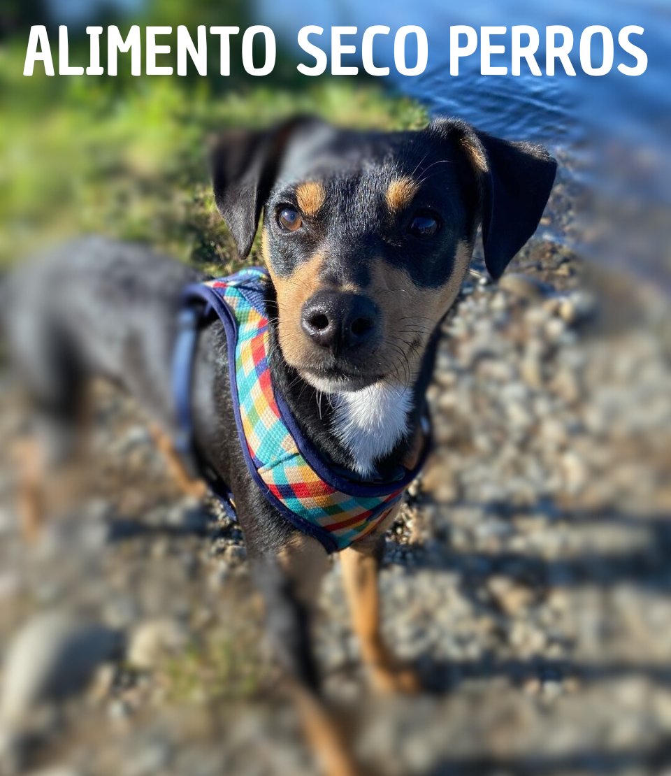 Alimento Para Perros
