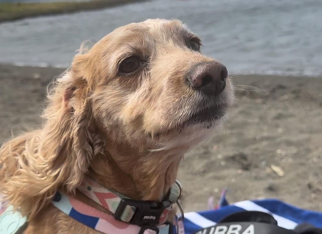 Foto enriquecimiento ambiental